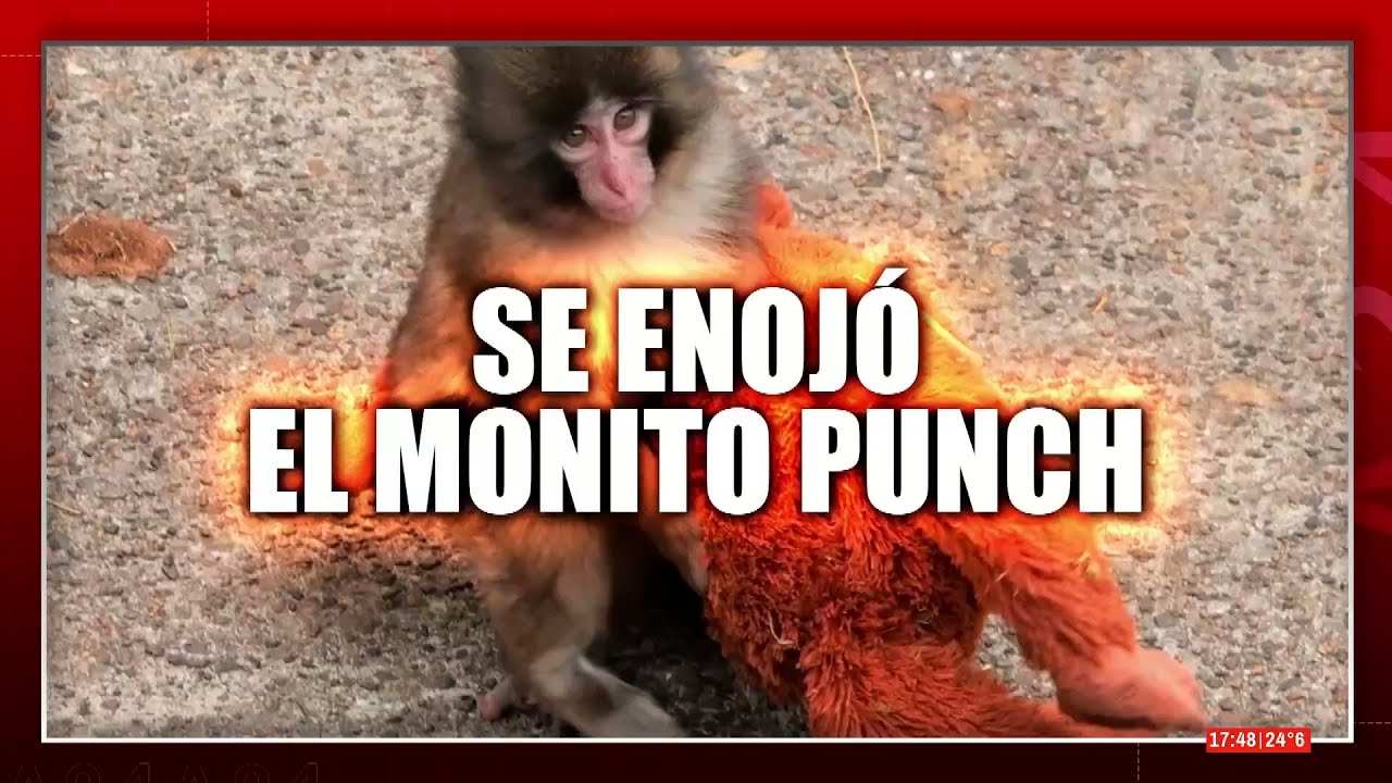 😟  EL MONITO PUNCH CONMUEVE AL MUNDO CON SU PELUCHE FAVORITO