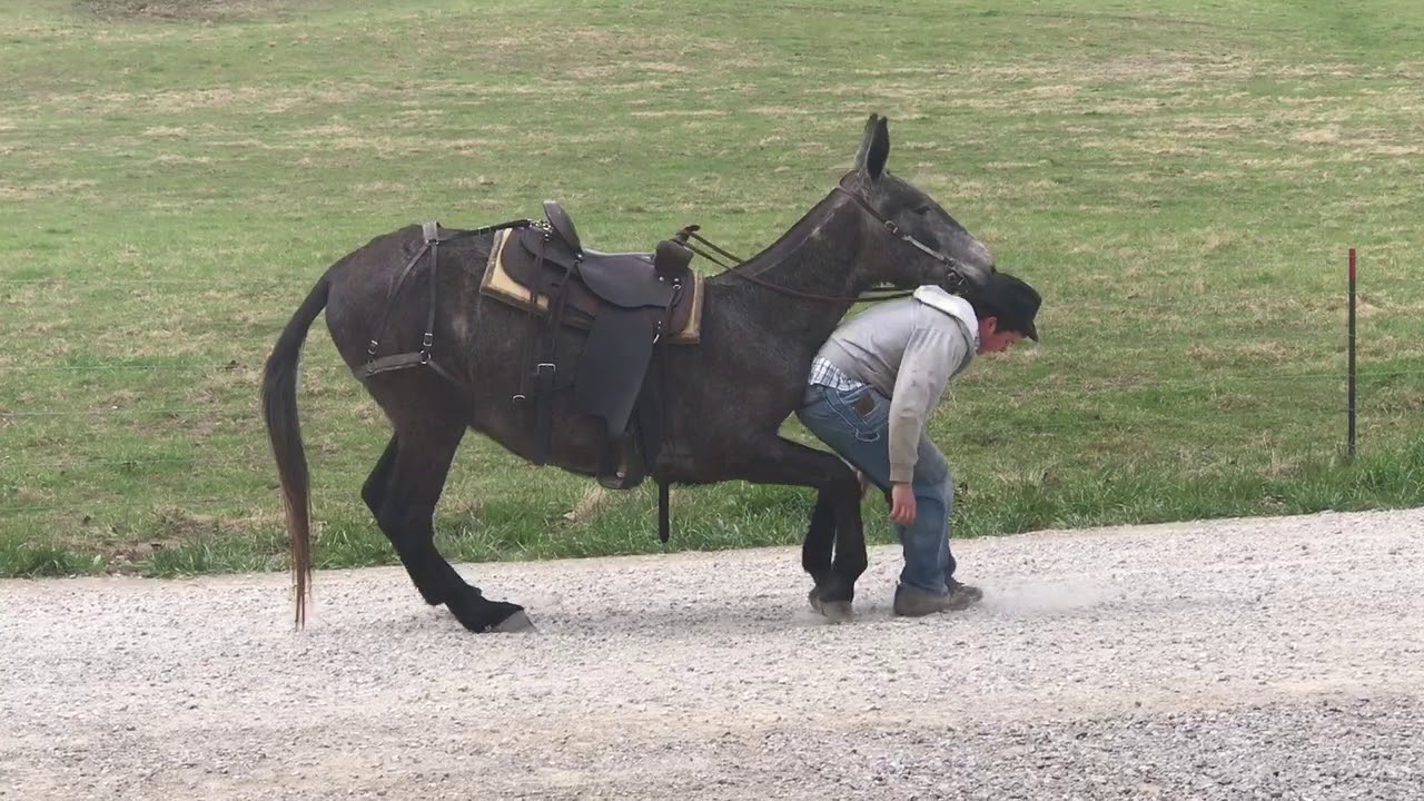 Dove ..... 4 year old gaited Molly Mule for sale. Watch this mount and dismount. WOW ⁉️⁉️⁉️⁉️⁉️⁉️⁉️