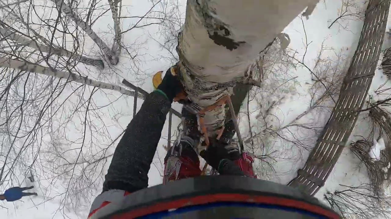 Удаление дерева без завешивания веток и ствола