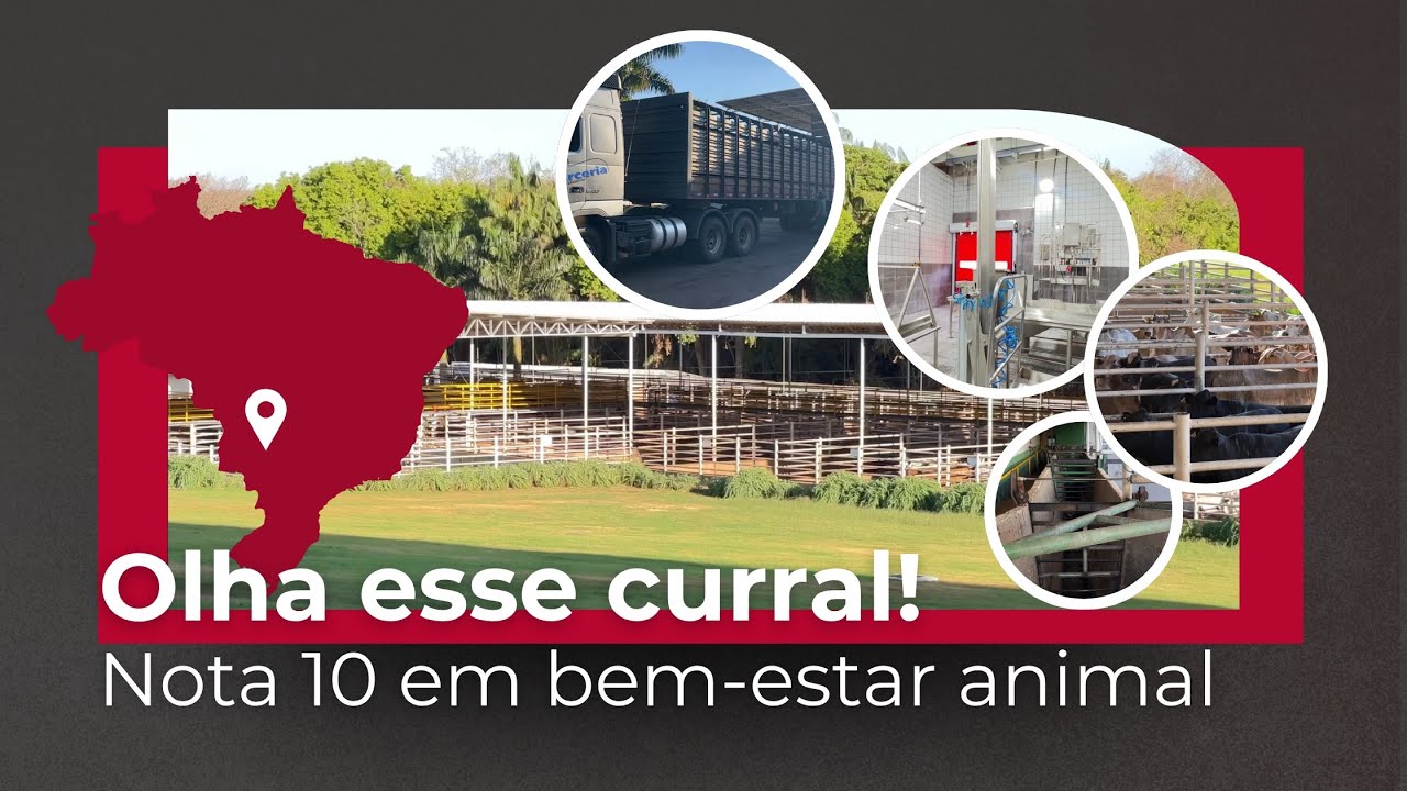 Frigorífico acima da média: esse curral é exemplo de bem-estar animal! | PecBR
