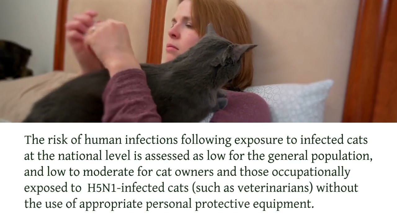 Influenza A(H5N1) in cats &ndash; Poland  new virus in poland Who