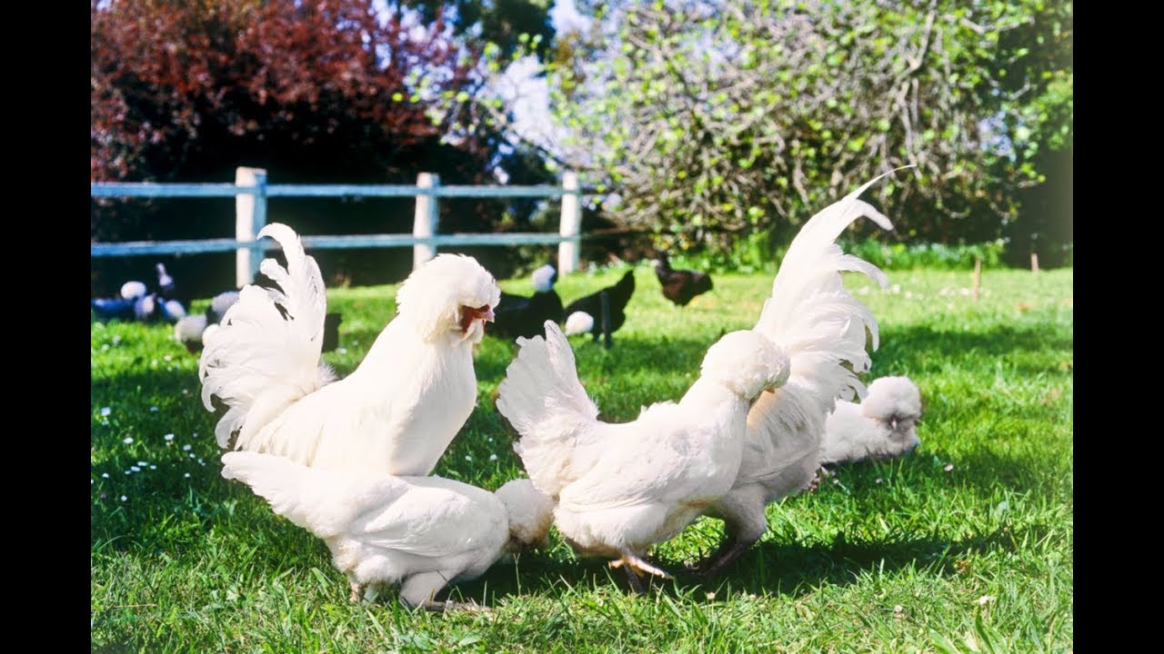 Galline Ornamentali: le 10 razze pi&ugrave; belle