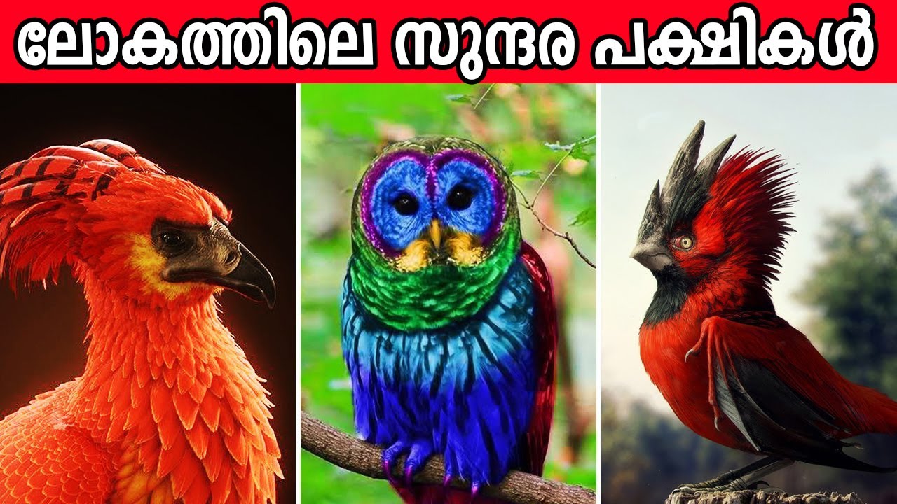 ഇതുപോലൊരു പക്ഷിയെ കാണാൻ ആമസോൺ കാടുകളിൽ തന്നെ പോകണം..!