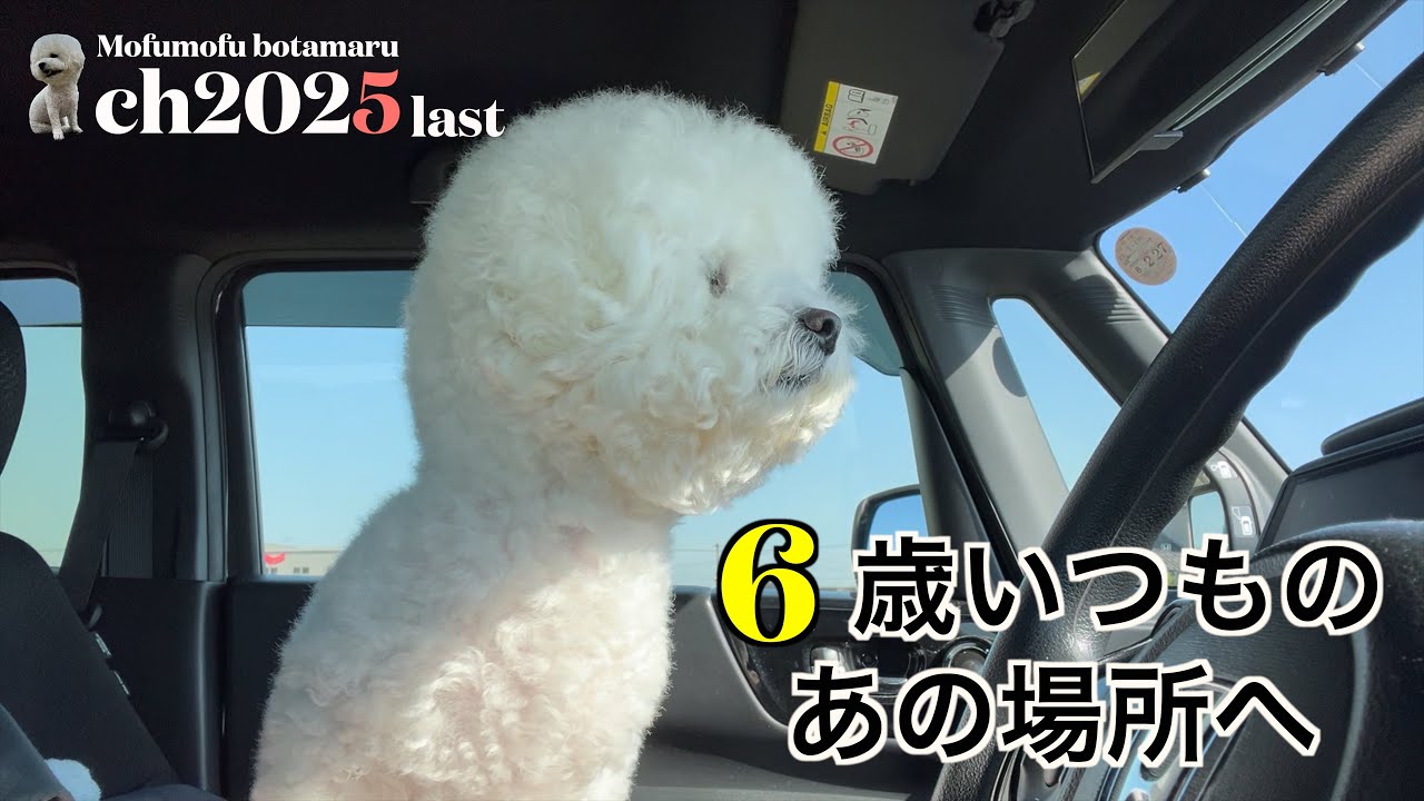 【大切な場所へ行こう】ビションの成長を今年も願う #ビションフリーゼ #里帰り #トリミング #年末年始