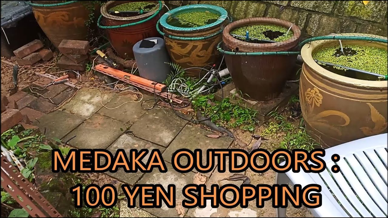 medaka rice fish outdoors - 100 yen shopping