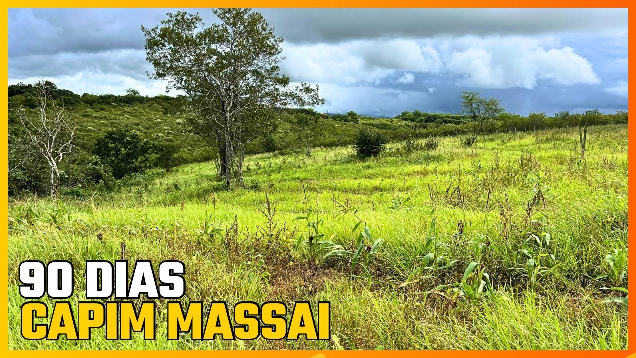 MINHA OPINIÃO SOBRE O CAPIM MASSAI APÓS 3 MESES DE PLANTIO