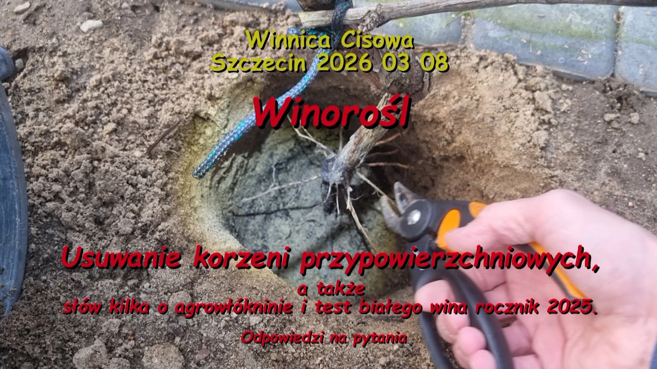 WINOROŚL - Usuwanie korzeni przypowierzchniowych - Winnica Cisowa 2026 03 08