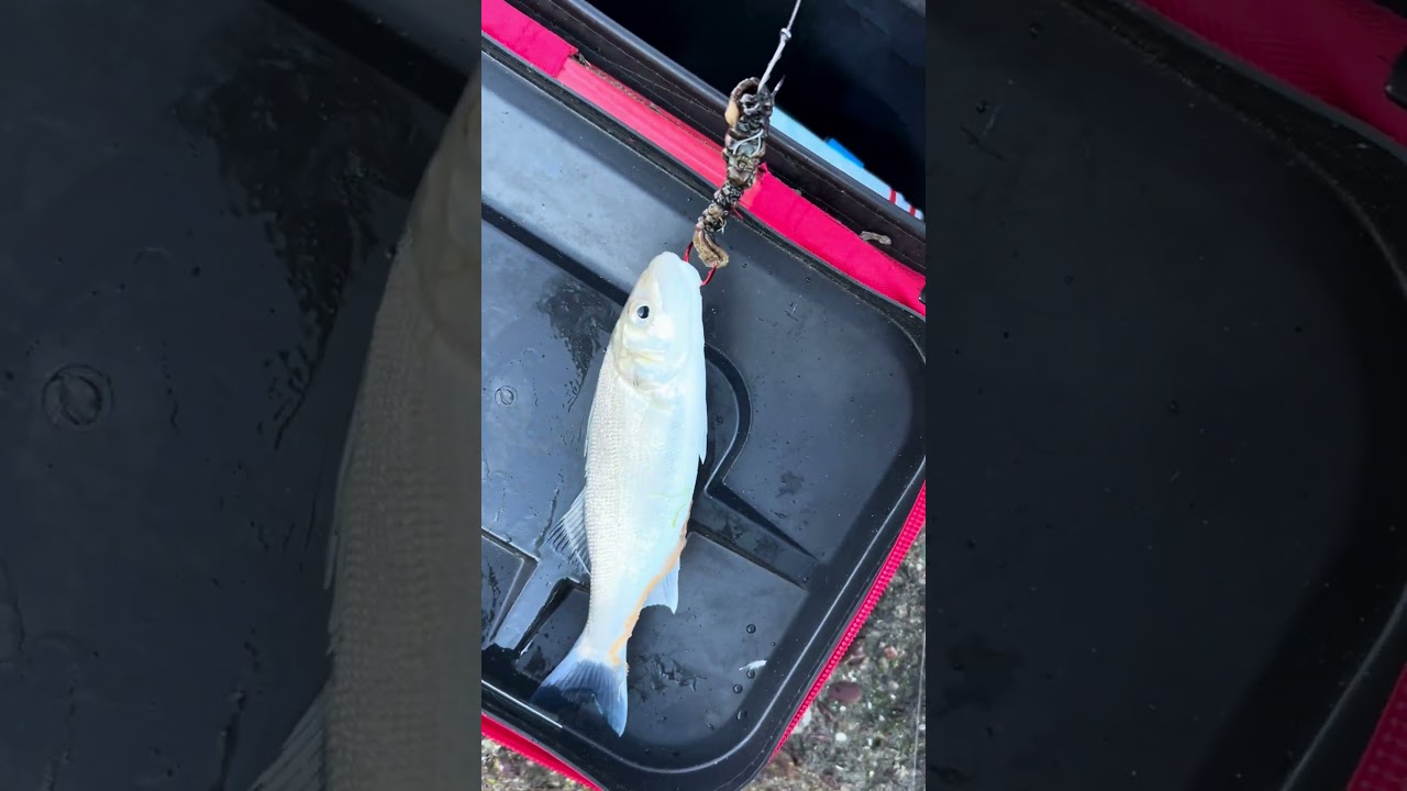 Schoolie Bass 