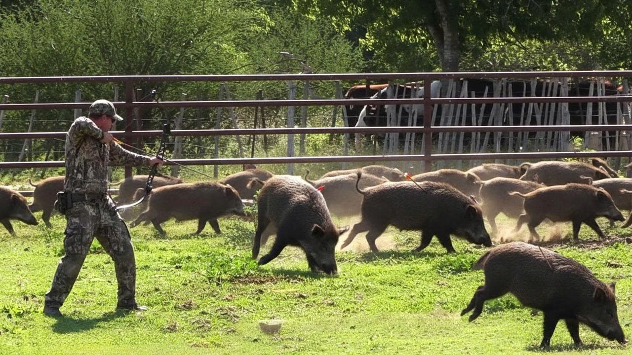 Сражайтесь с дикими кабанами и побеждайте их с помощью луков и стрел — битва за защиту урожая!