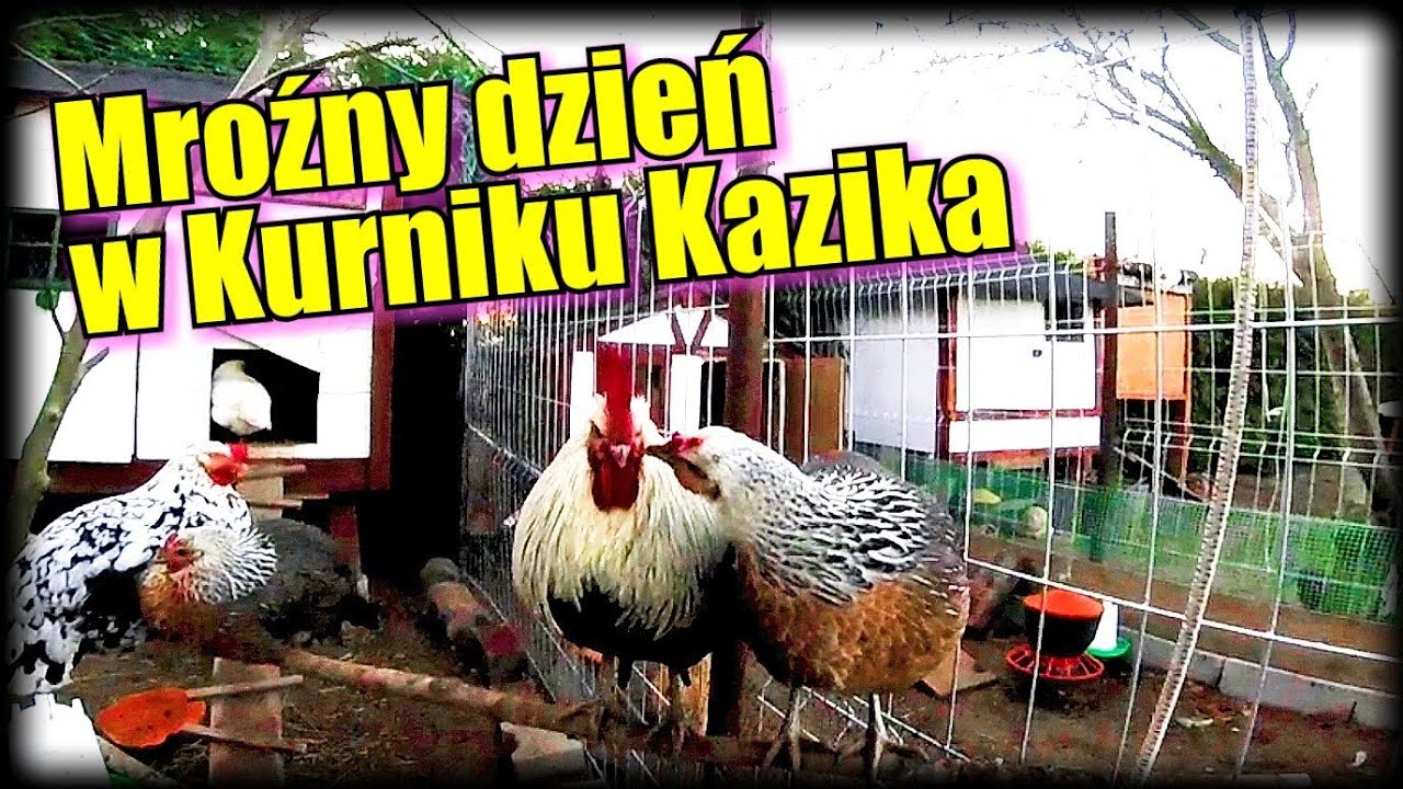 Kury na mrozie | Pracowity dzień w kurniku