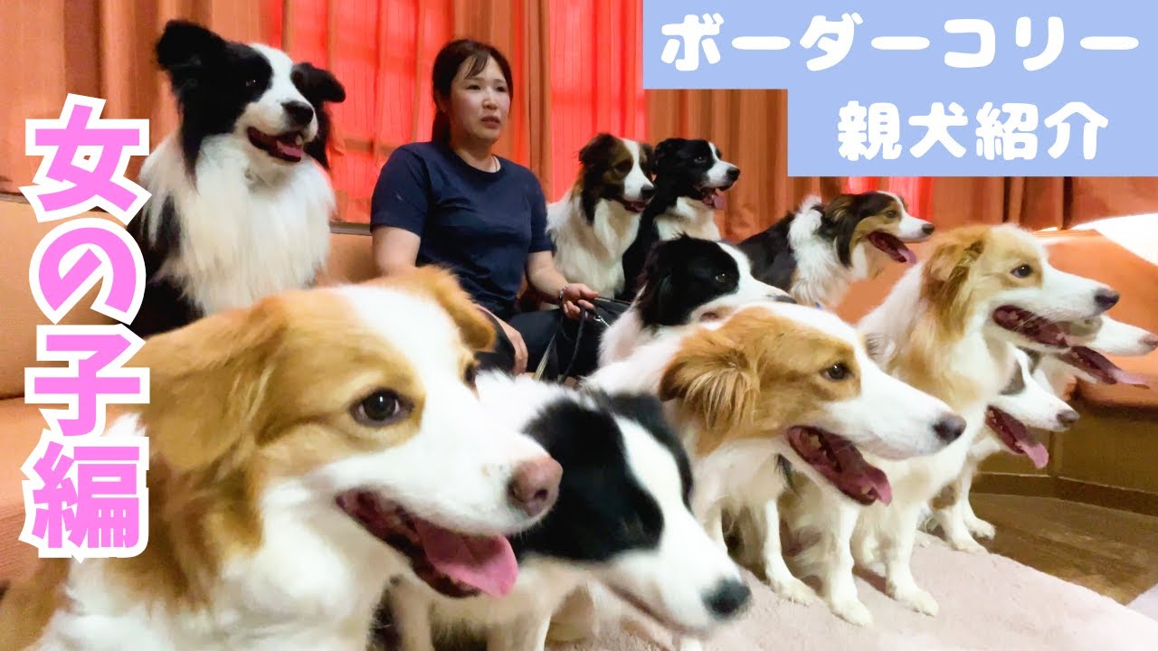 【ボーダーコリー】親犬紹介！女の子編【ブリーダー】