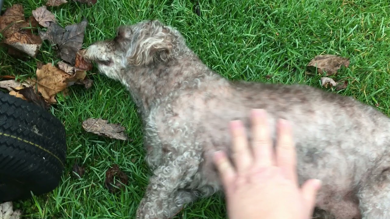 Apollo miniature poodle syncope fainting attack