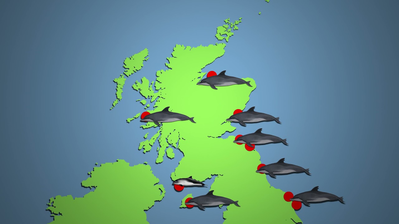 UK Whale & Dolphin April Sightings 2021