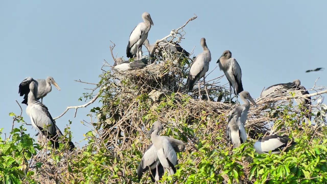 AMAZING LIFE OF BIRDS Wildlife Documentary 0002