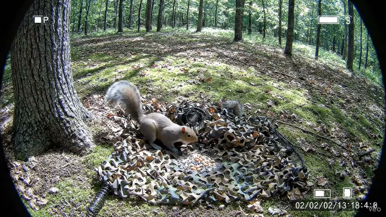 CCTV Forest Net Trap: Wild Squirrel Caught on Camera#ForestCCTV #NetTrap #WildSquirrel #CaughtOnCam