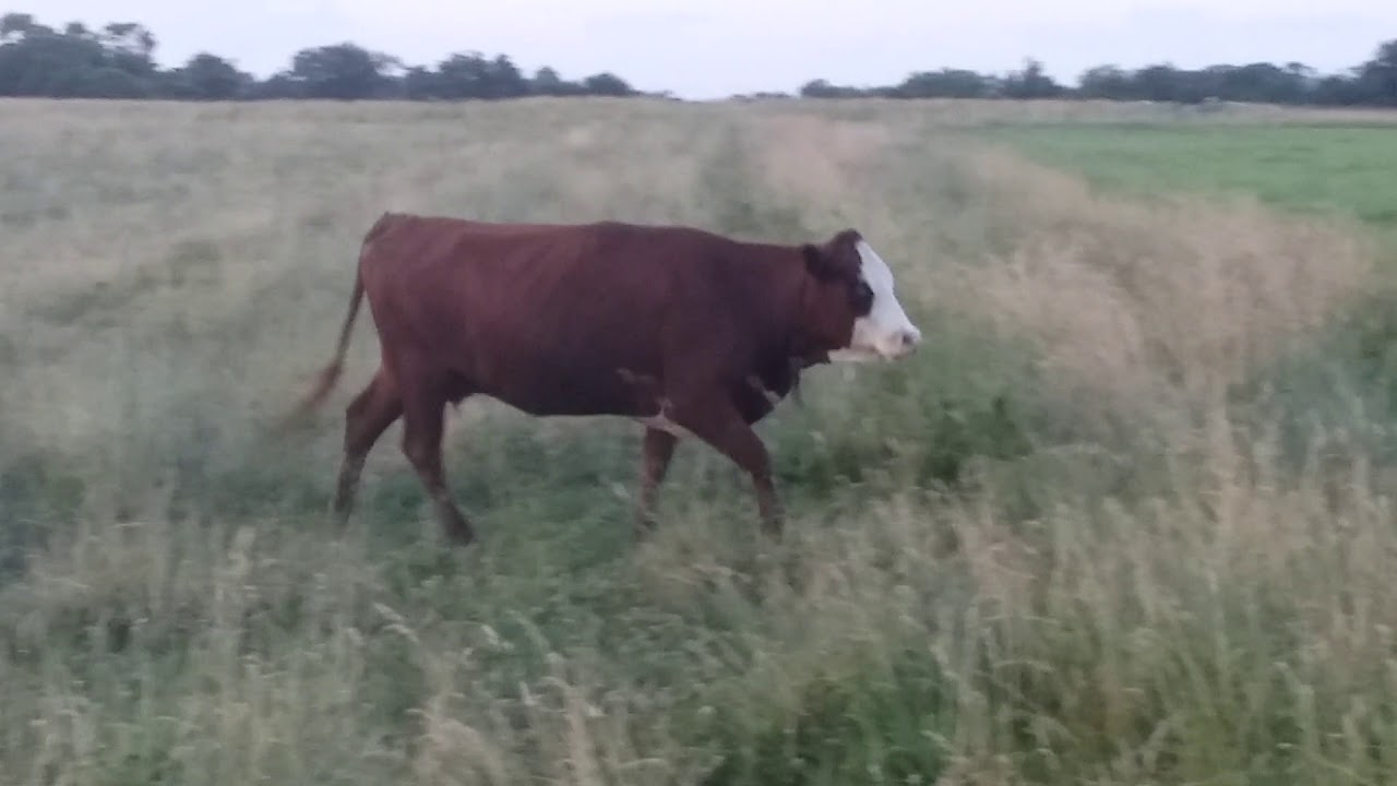 Herd moving to ungrazed pasture June 2018