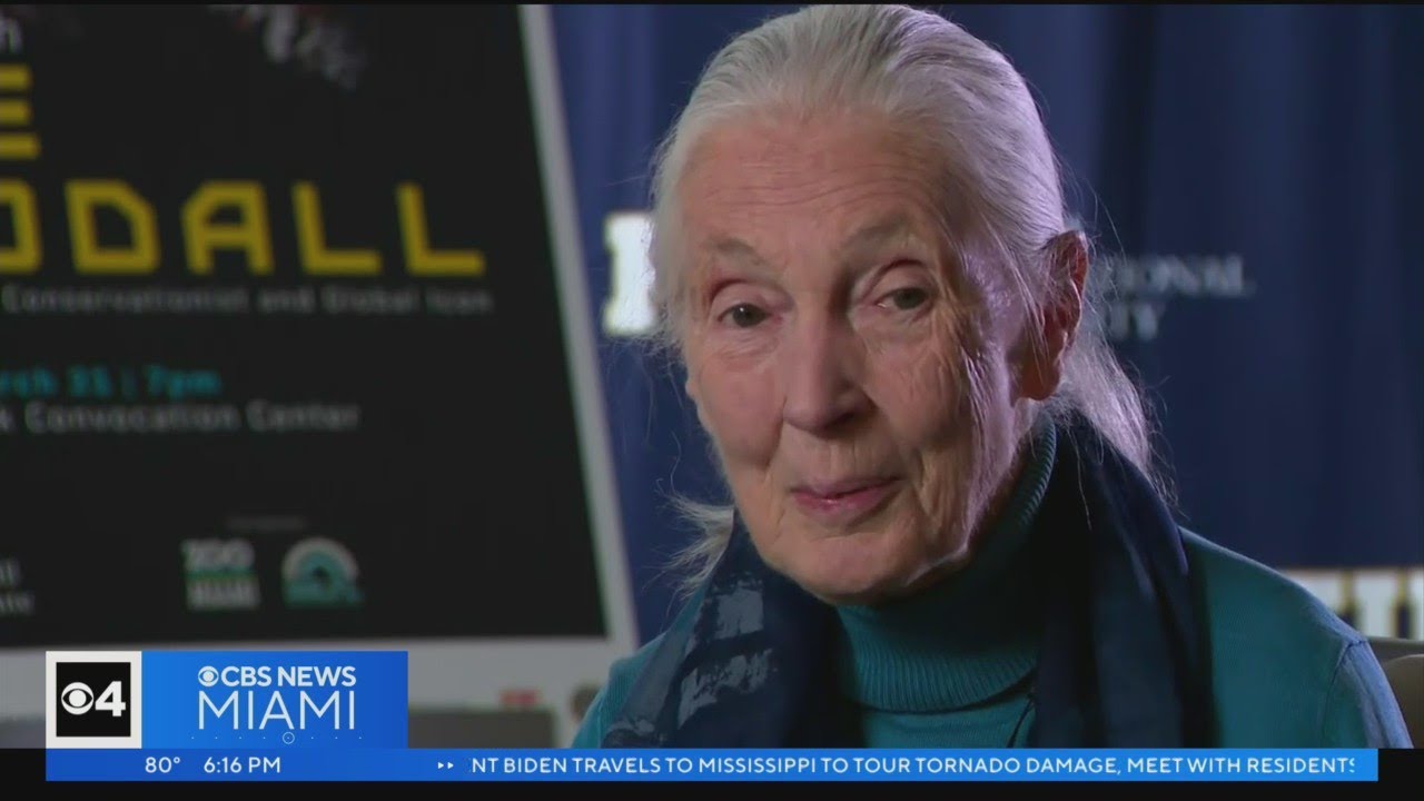 World's foremost expert on chimpanzees, Dr. Jane Goodall visits FIU