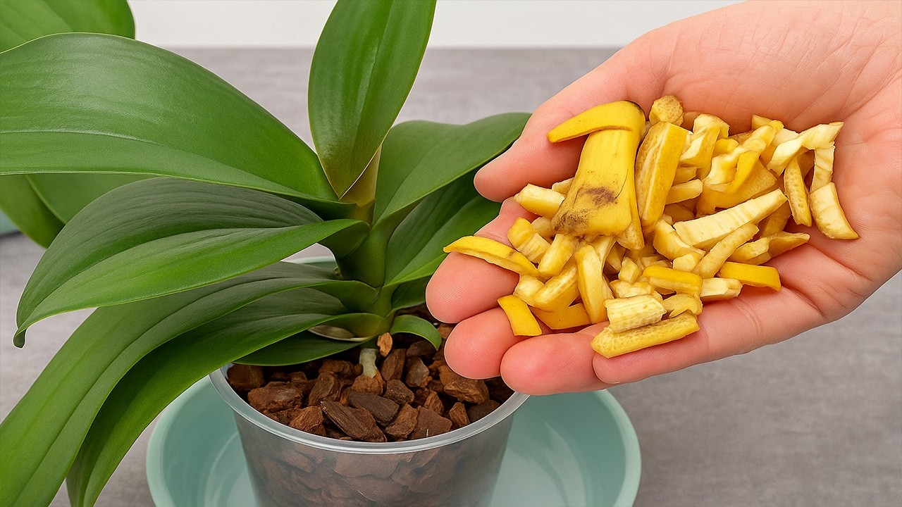 Need 1 banana! And the orchids bloom like crazy all year round!