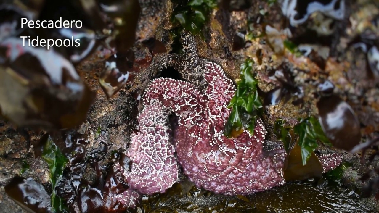 Northern California Tide Pools 👉 BEST California Tide Pools