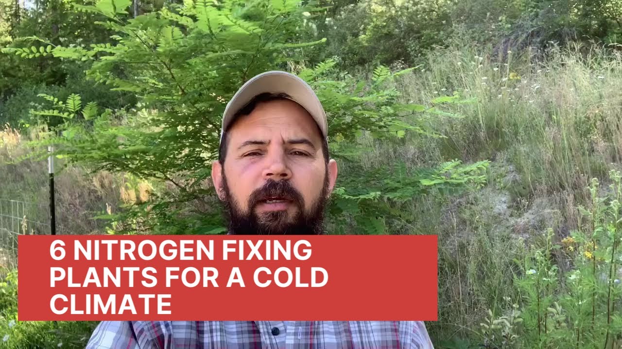 6 Nitrogen Fixing Plants for a Cold Climate