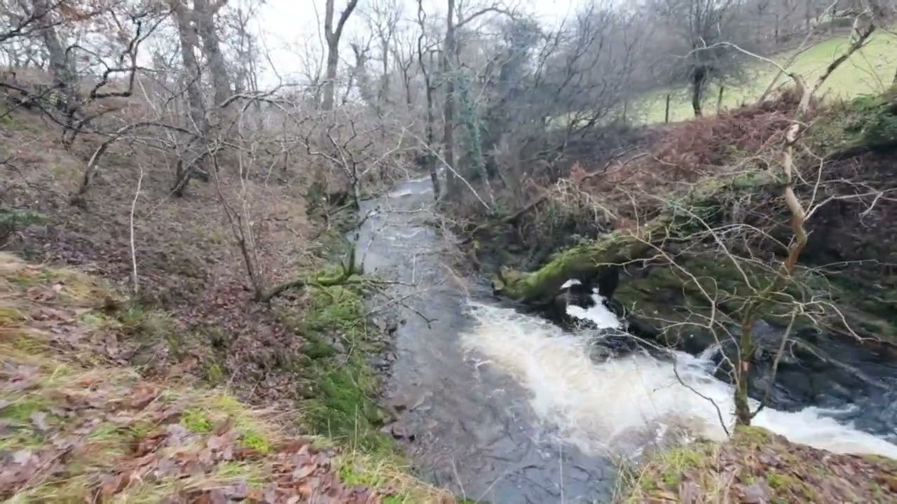 Llwyn y celyn to story arms