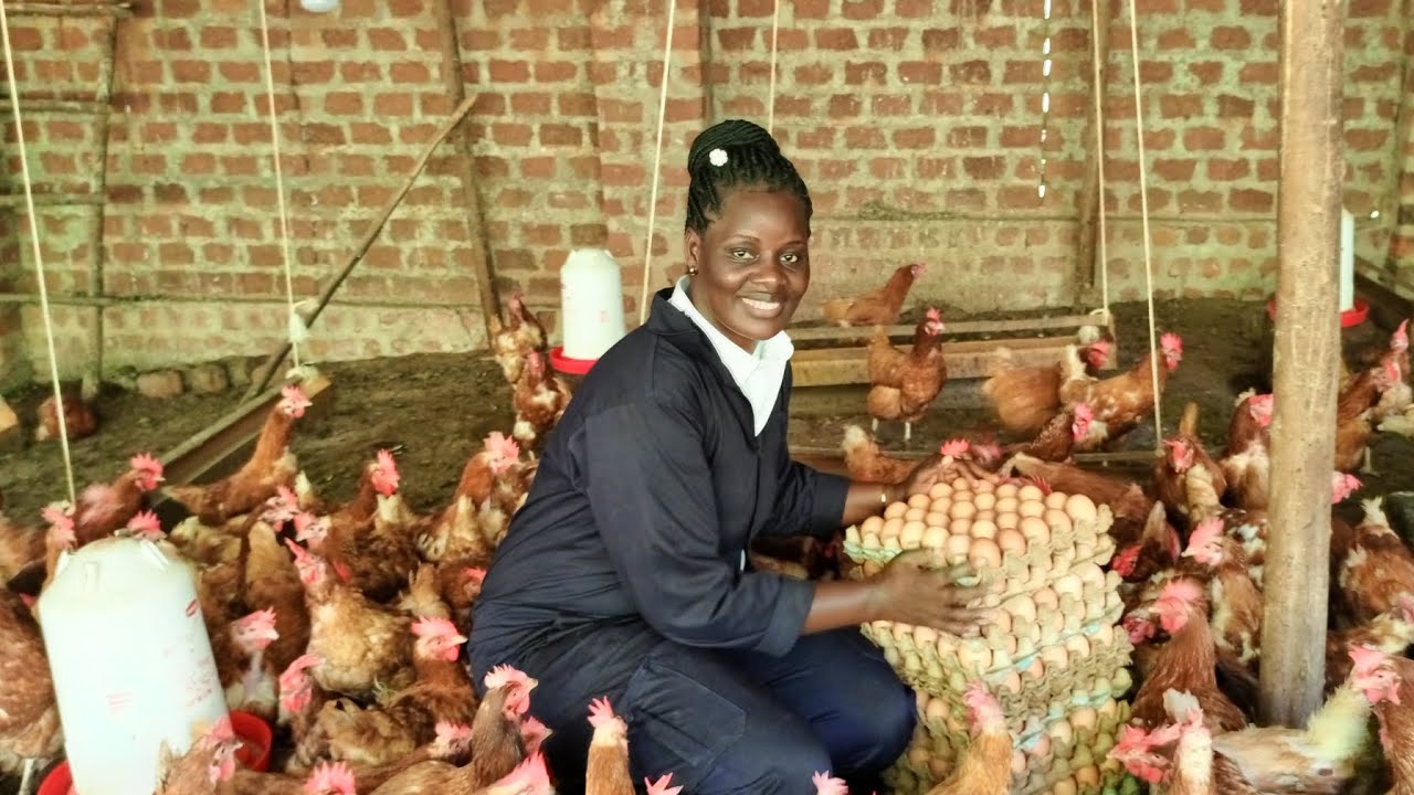 Secrets of making your chicken lay BIG monster eggs in your poultry farm