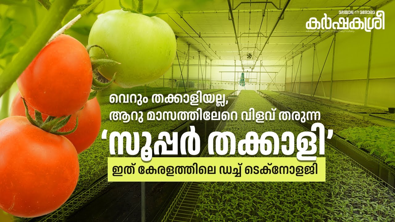 ആറു മാസത്തിലേറെയായി വിളവ് തരുന്ന തക്കാളിച്ചെടികൾ: അമ്പലവയലിലെ ഡച്ച് പോളിഹൗസിന്റെ പ്രത്യേകതകൾ