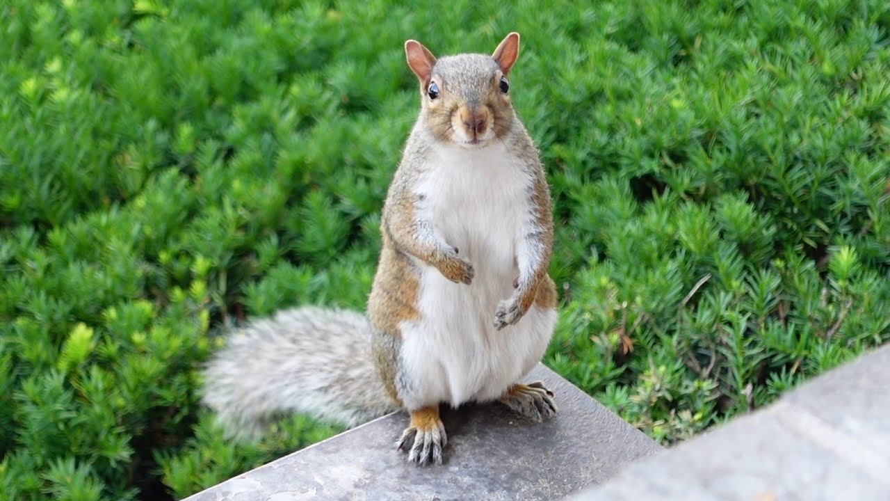 The baby squirrels are growing but there is one thing I don't like about it