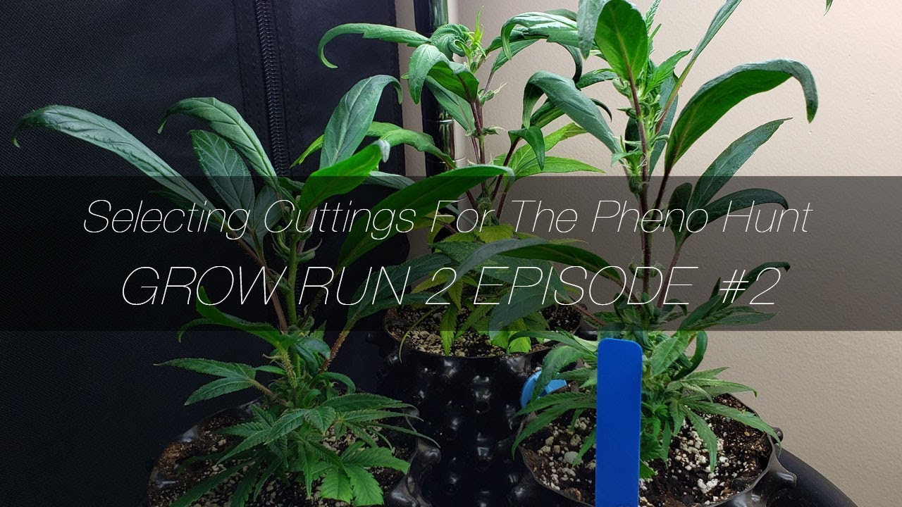 Selecting Cuttings For The Pheno Hunt - GR2 E2