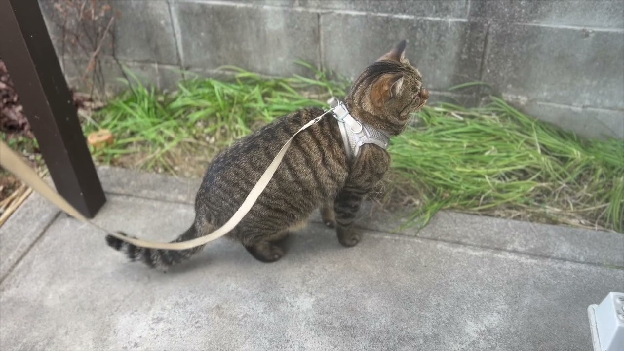 It's cold so I'll just patrol around the house 20260105-06