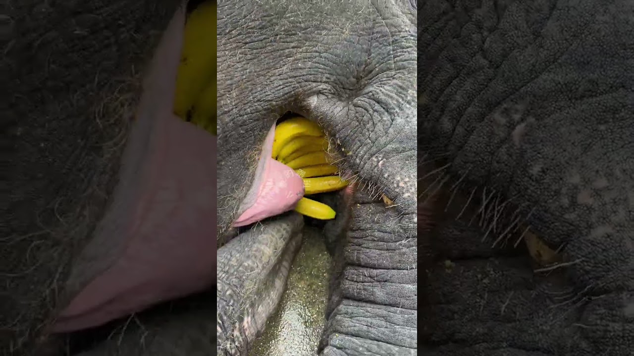 The elephants really enjoy eating bananas. Longzhimeng Changxing Cultural Tourism often gathers