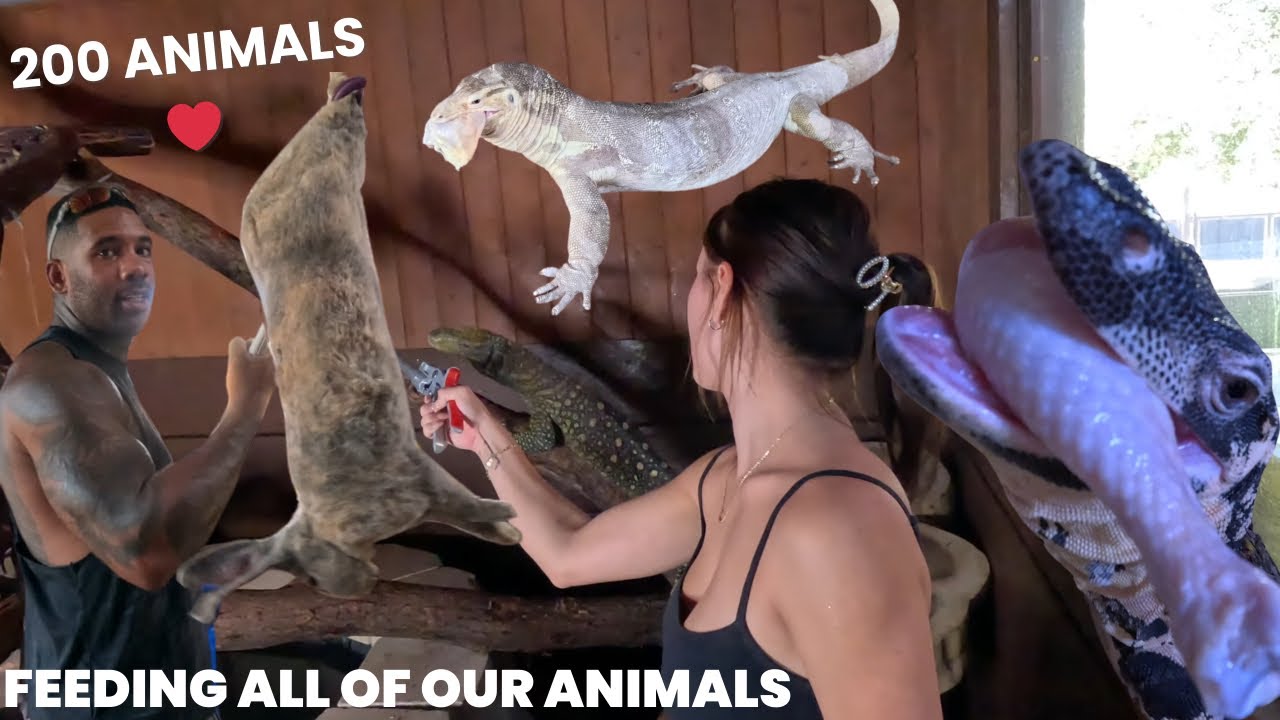 FEEDING ALL OUR ANIMALS | THE REAL TARZANN
