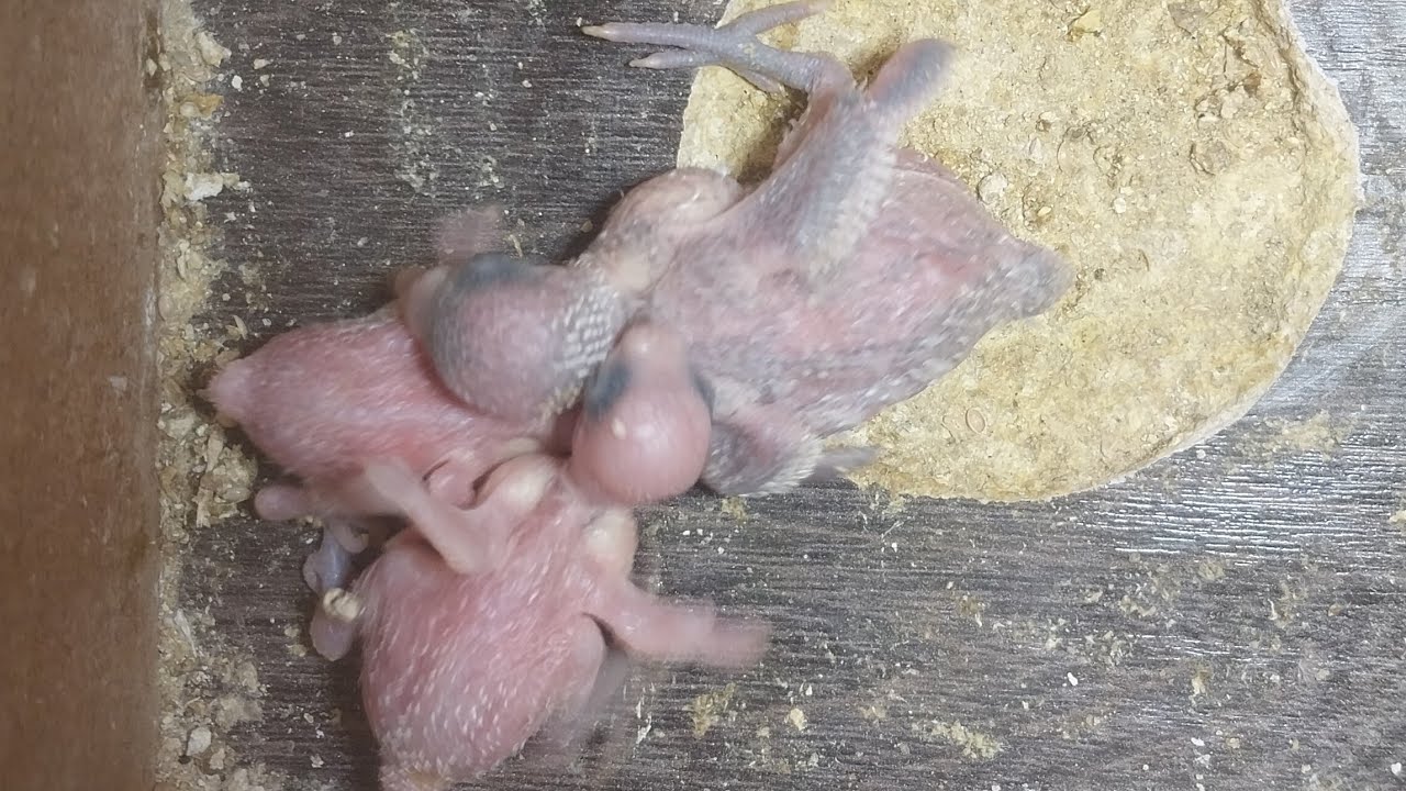 World of Budgie Baby  21.01.2026