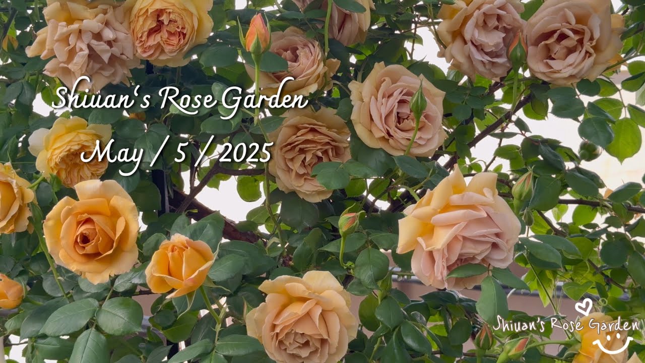 2025（3）Shiuan‘s Rose Garden 2025/5/5 花園日記/台灣好友來訪❤️ #バラ #garden