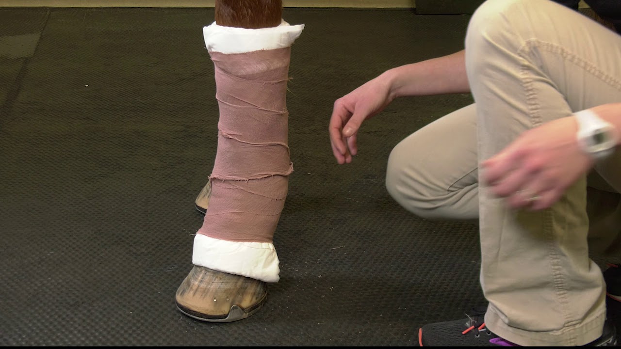 Equine Distal Limb Bandage at Home Guide