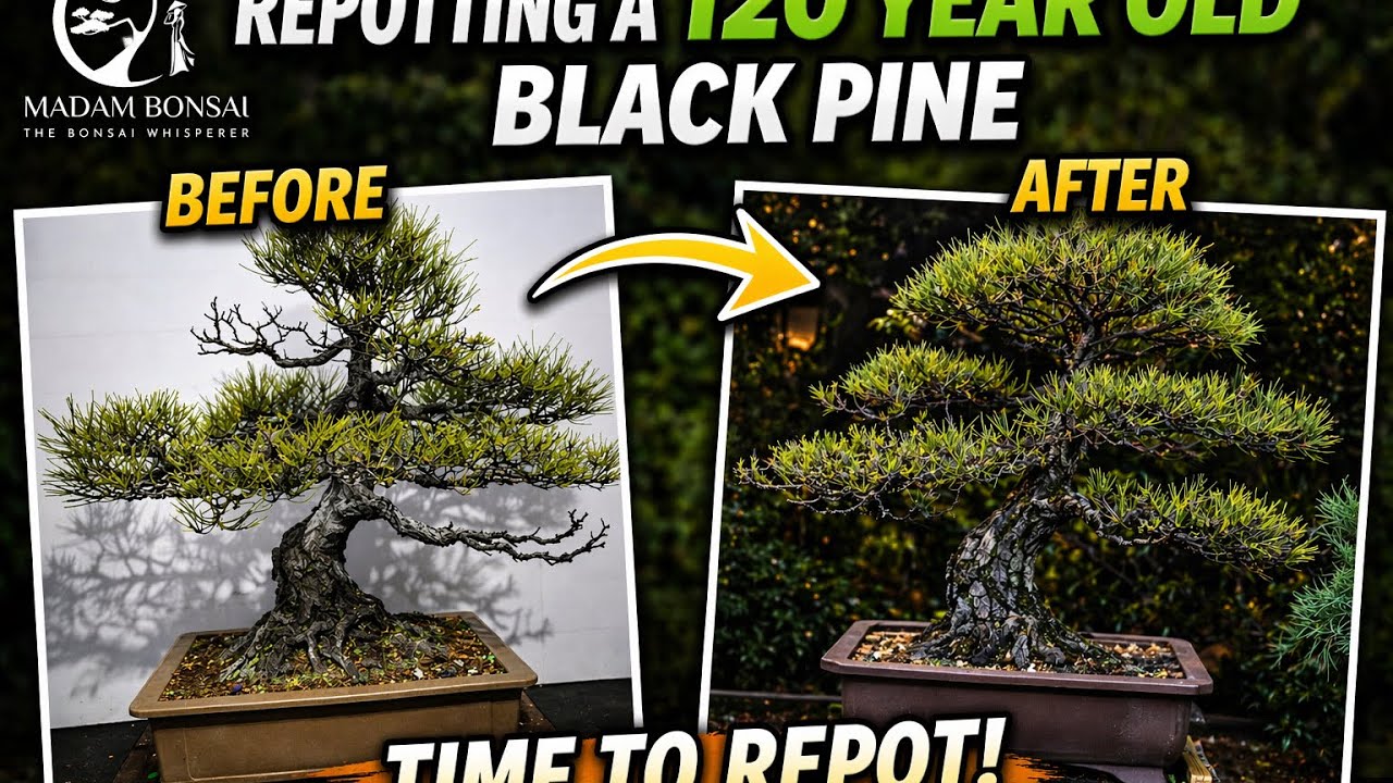 80 Year Old Black Pine Gets a New Pot