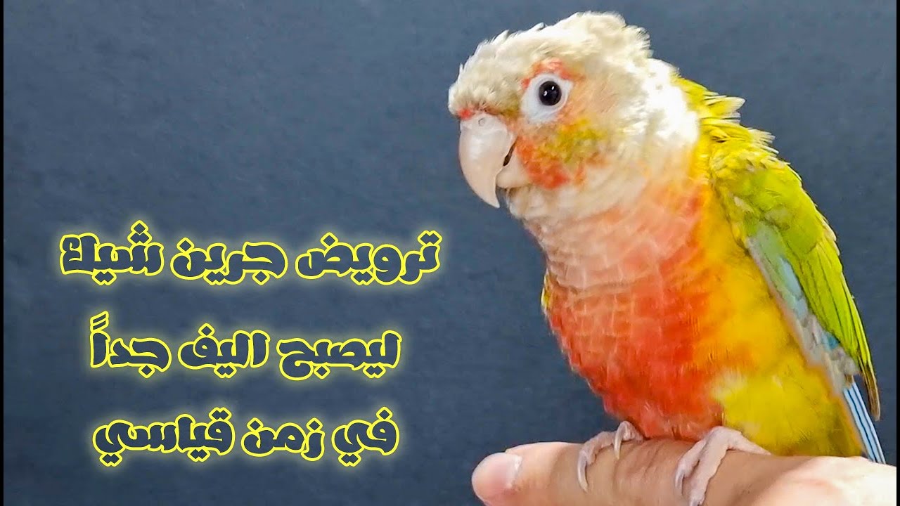 ترويض جرين شيك كونيور اناناس كبير و وحشي و تعليمه عدم العض و تمسيد الرأس ليصبح اليف جدا الجزء الثاني