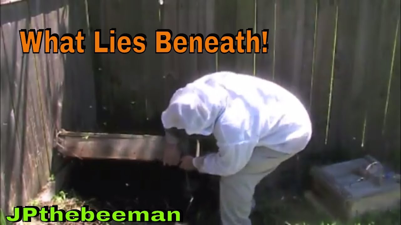 Awesome Bee Removal Video