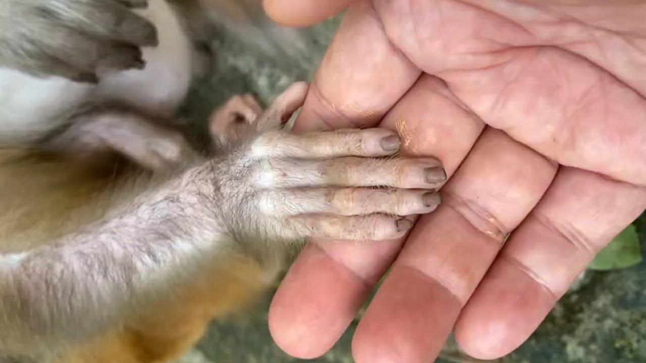 Baby monkey reaction to human hands 🐵 infant white-headed capuchin -  Everyday Monkey