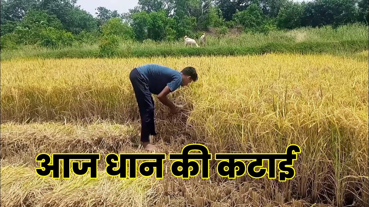 हमारा धान कटाई रबी का आज से शुरू 🌾🌱 