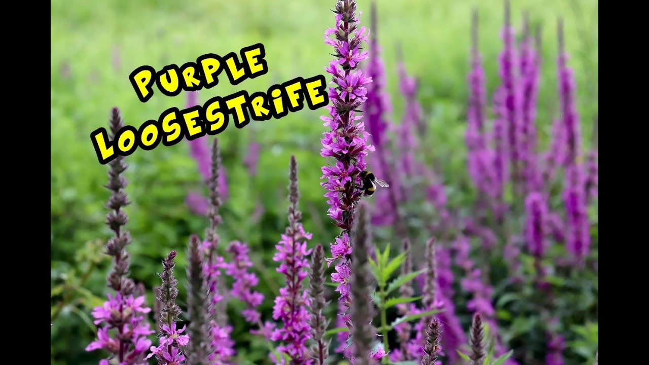 Purple Loosestrife: Identification and Some Cool Facts