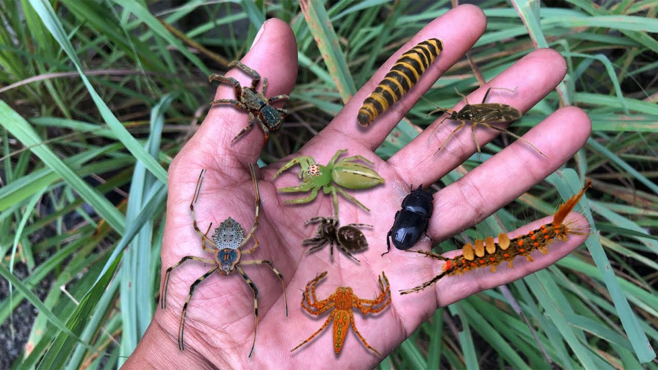 Hunt for unique and beautiful spiders‼️catch various types of jumping spiders, caterpillar, beetle