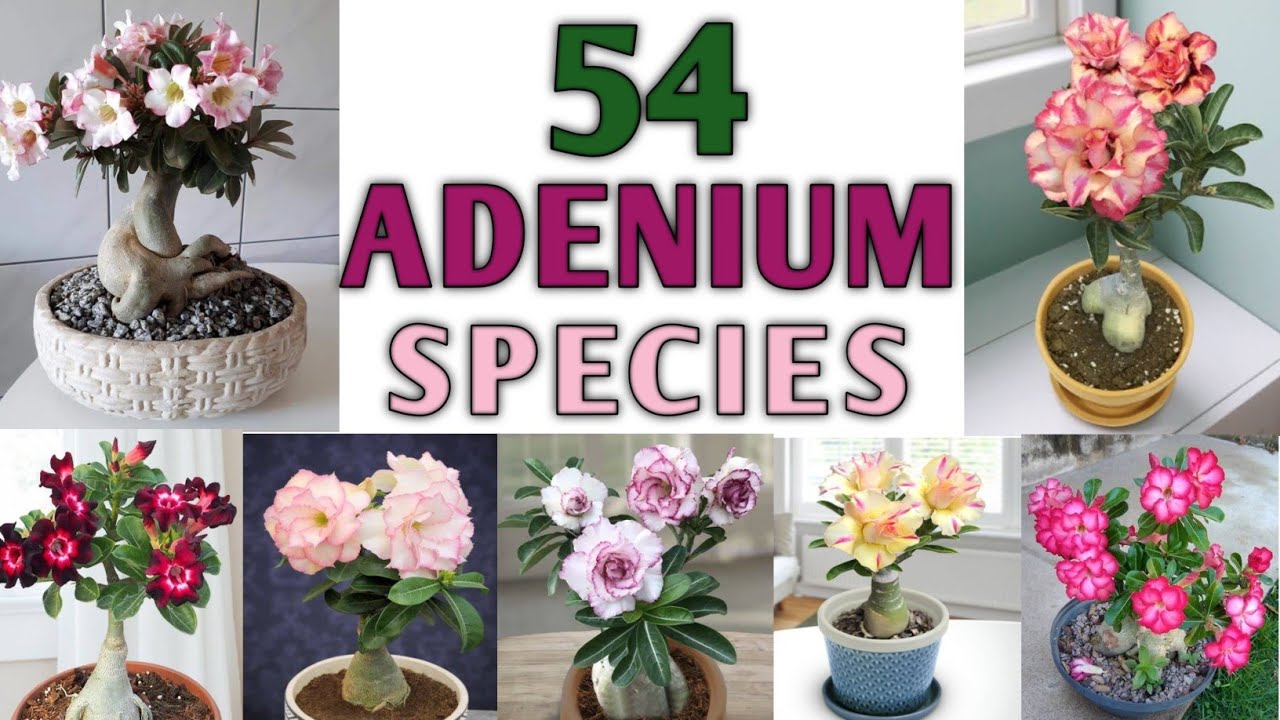 54 Desert Rose (Adenium) Varieties | Desert Rose Flower Types | Adenium Flowers |Plant and Planting