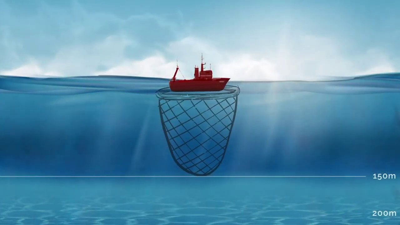 Сервис Ocean-O для TZ Professional v4