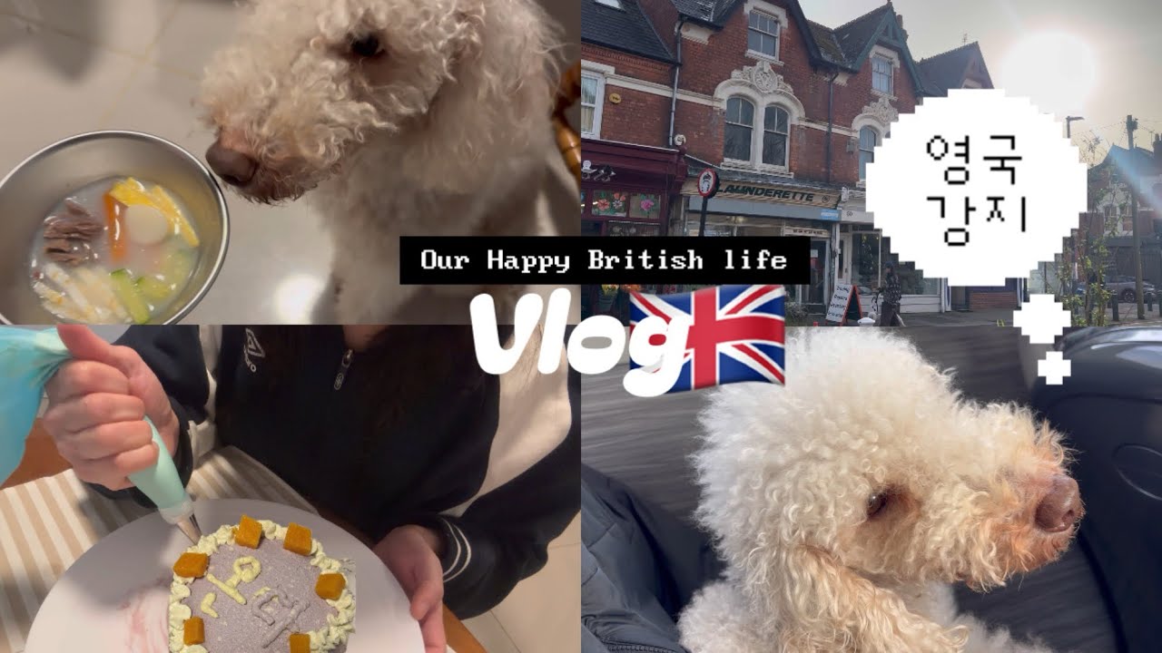 [GB Vlog] 영국 살이 기록 Vlog #7🇬🇧 영국 강아지 | 캐넌 힐 파크 | 강아지 케이크 | 강아지 떡국 | 고추장 버터 등갈비찜