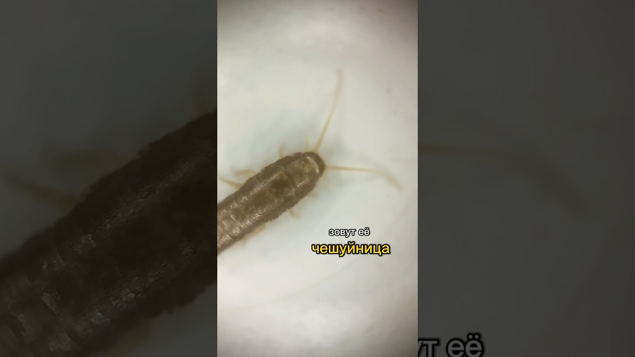 Чешуйница