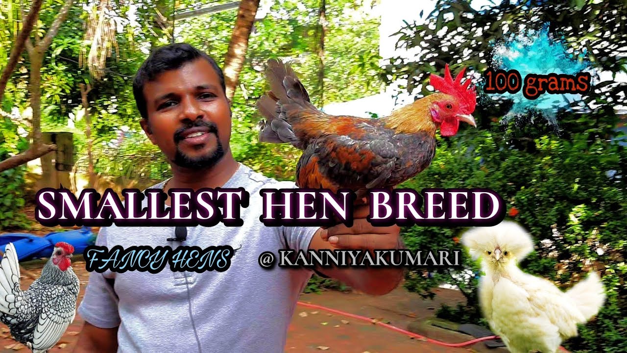 Varieties of Fancy Hens Kanniyakumari||Exotic Hens||Fancy Hen Farm @Dr.Rajesh bro's Farm