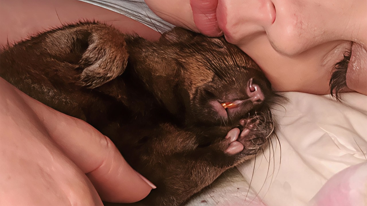 The Squirrel Returns To Her Rescuer Mom Every Night