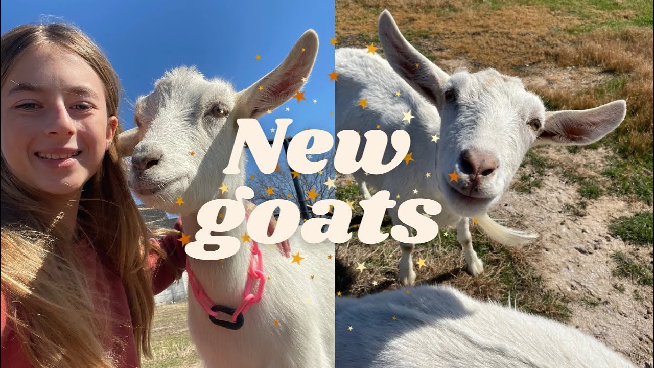 Finally! I’ve always wanted this goat breed!