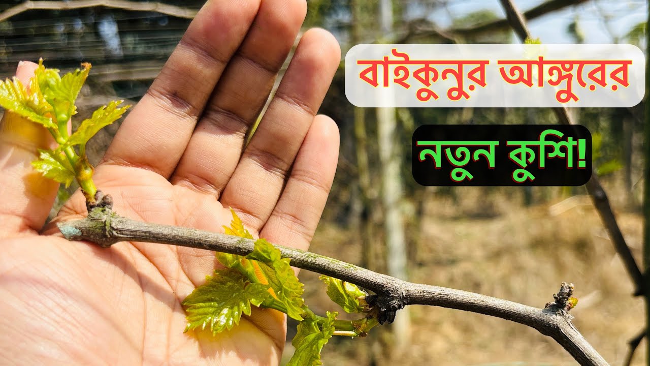 বাইকুনুর আঙ্গুরের বাগানে কুশি চলে এসেছে!